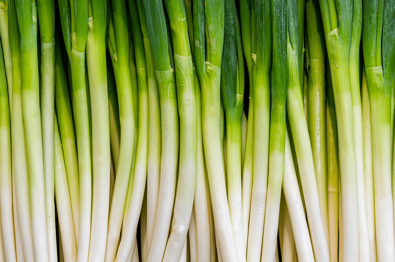 プロ農家向け】ネギの栽培方法とおすすめ肥料・農業資材