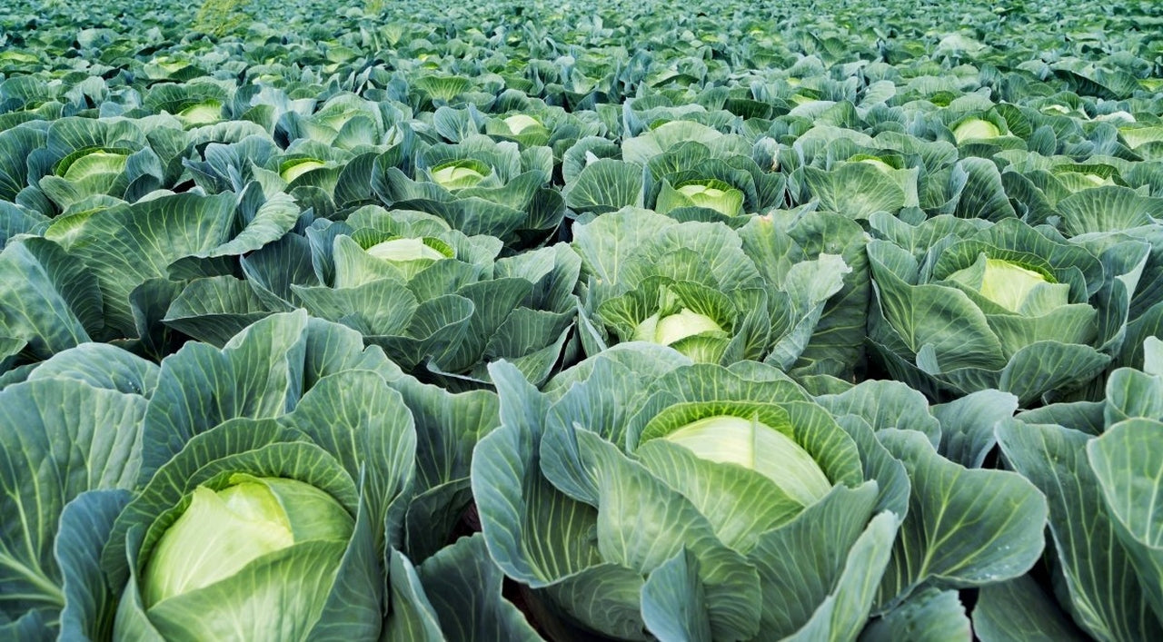 プロ農家向け】キャベツの栽培方法とおすすめ肥料・農業資材