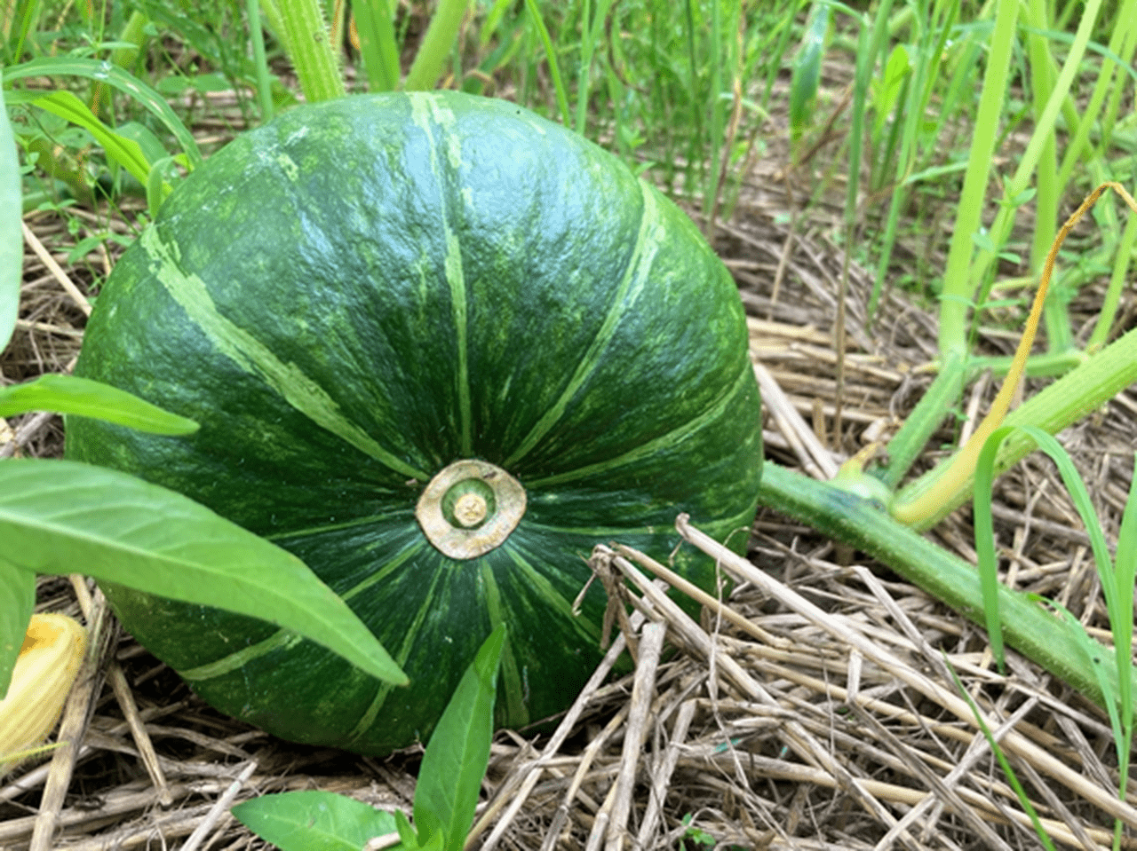 独特な形状の緑色のかぼちゃ箱詰め 【公式通販】