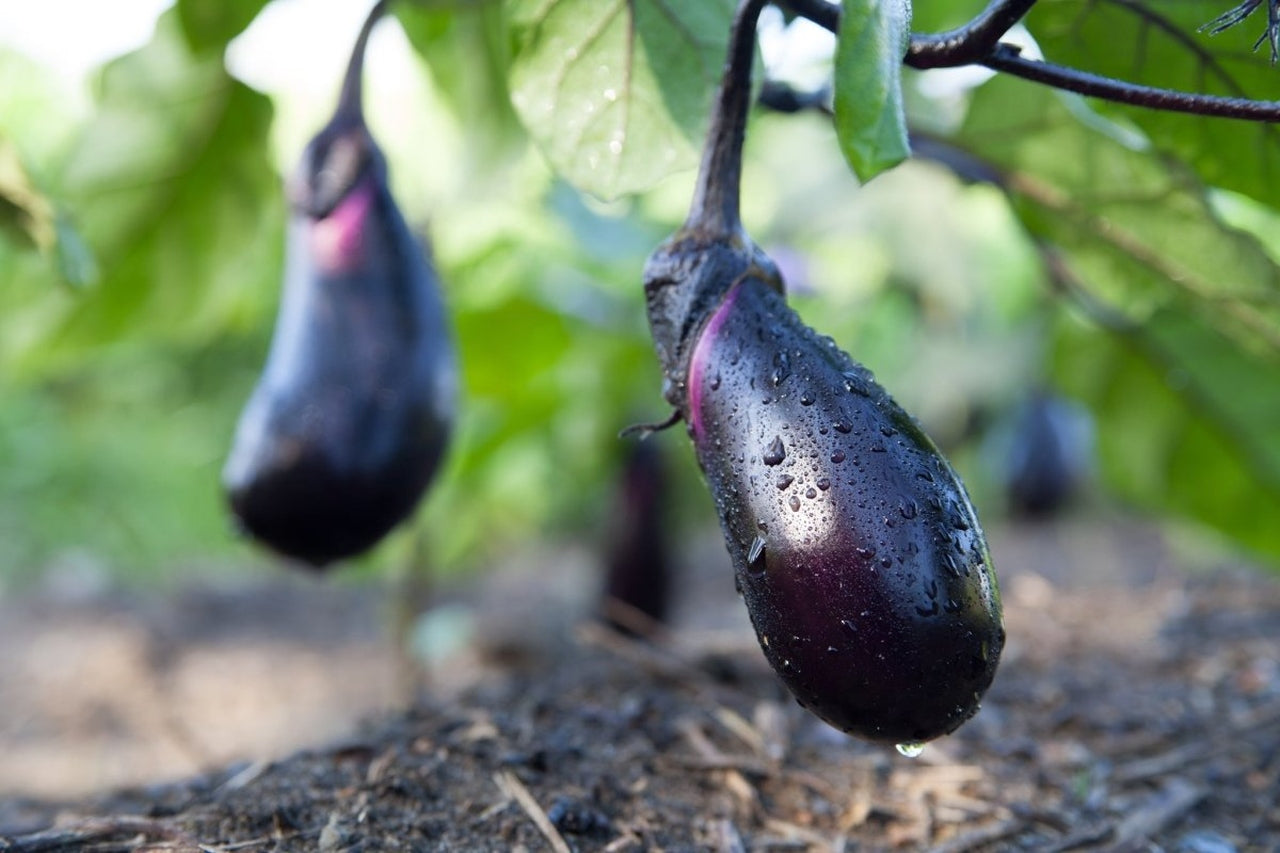 99bfc50e-f2fa-4484-8544-