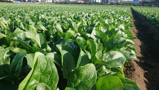 【プロ農家向け】ホウレンソウの栽培方法とおすすめ肥料・農業資材