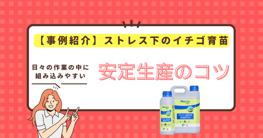 【事例紹介】イチゴ育苗期の高温ストレス対策にTecamin Max(テカミンマックス)