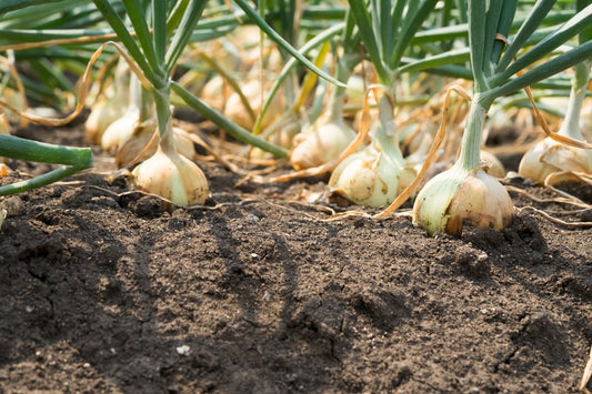 【プロ農家向け】タマネギの栽培方法とおすすめ肥料・農業資材