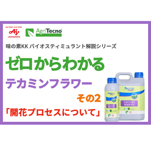 ゼロからわかるテカミンフラワー 　その2（全4回）
