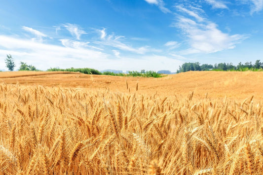 【プロ農家向け】小麦の栽培方法とおすすめ肥料・農業資材
