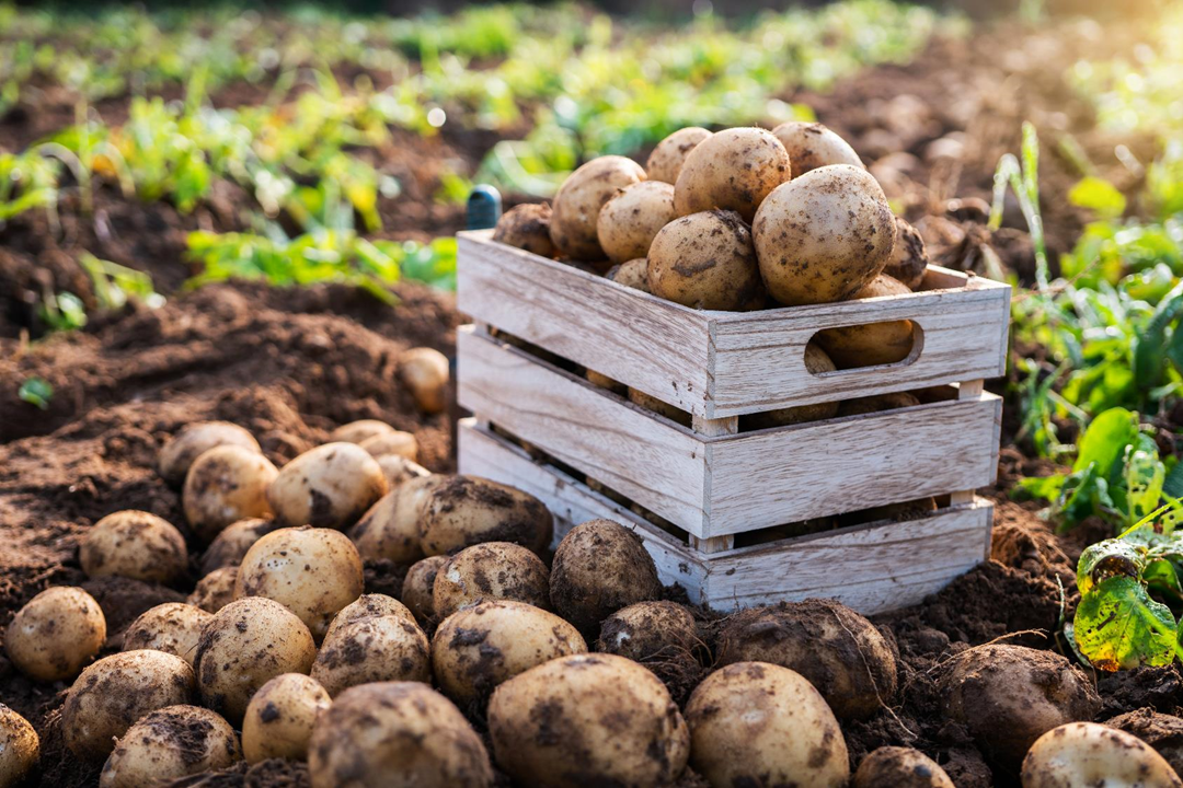 収量と品質を高める：プロ農家向けじゃがいも(馬鈴薯)栽培におけるバイオスティミュラントの活用法