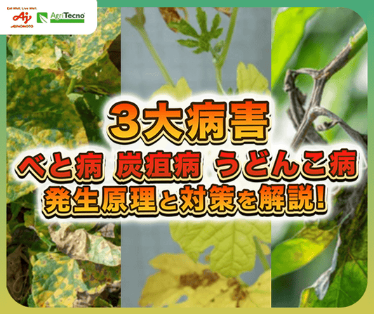 【プロ農家必見】春〜初夏に気をつけたい3大病害・べと病・炭疽病・うどんこ病の特徴と対策