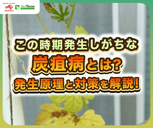 毎年繰り返す「炭疽病」の原因と対策！再発防止へのステップ