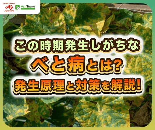 湿気の多い季節に注意！「べと病」の発生原因と対策