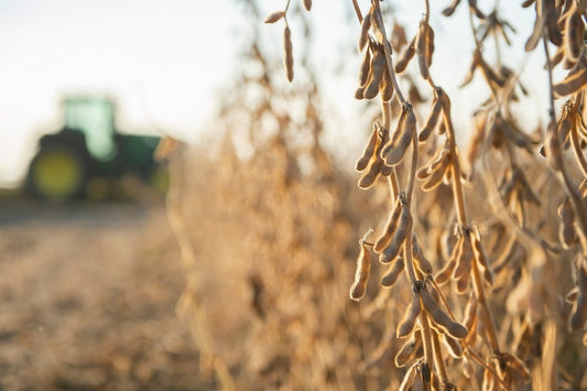 【プロ農家向け】大豆の栽培方法とおすすめ肥料・農業資材