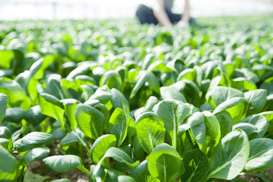 【プロ農家向け】小松菜の栽培方法とおすすめ肥料・農業資材