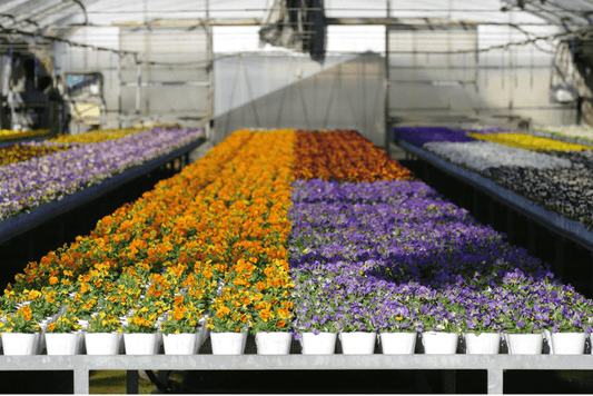 【プロ農家向け】花卉の栽培方法とおすすめ肥料・農業資材