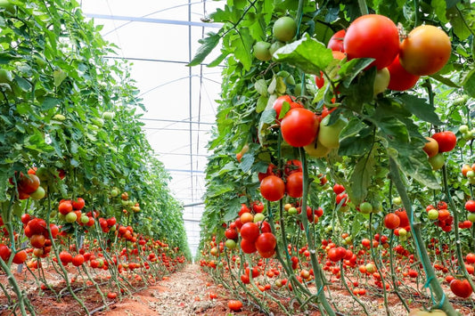 【プロ農家向け】トマトでの施用事例とおすすめ肥料・農業資材