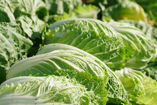 【プロ農家向け】白菜の栽培方法とおすすめ肥料・農業資材