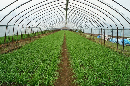 【プロ農家向け】ニラの栽培方法とおすすめ肥料・農業資材
