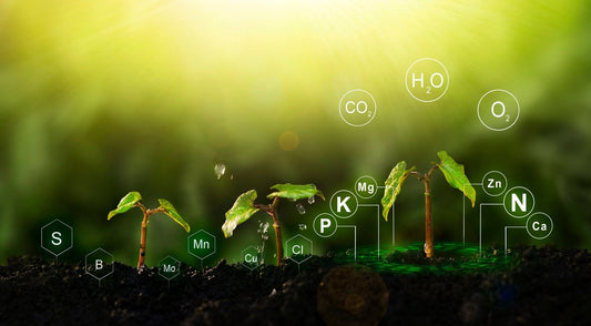 ご存じですか？肥料の基礎知識｜分類、成分、働き、効果的な使い方について