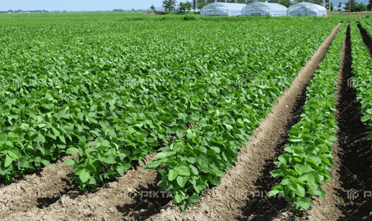 有機肥料とは？効果的な使い方とプロ農家向けおすすめ肥料を紹介