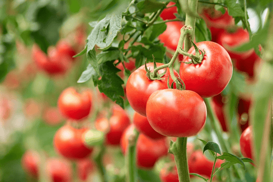 トマトの病気の種類や発生原因、対策方法とは？おすすめ農薬のご紹介