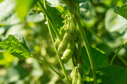 【プロ農家向け】枝豆の栽培方法とおすすめ肥料・農業資材