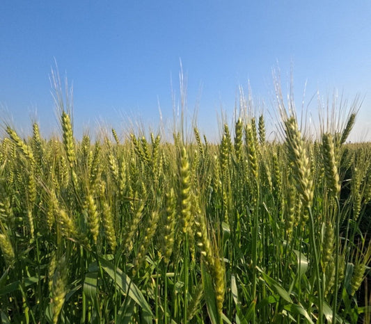 アミノ酸肥料とは？効果的な使い方とプロ農家向けおすすめ肥料を紹介