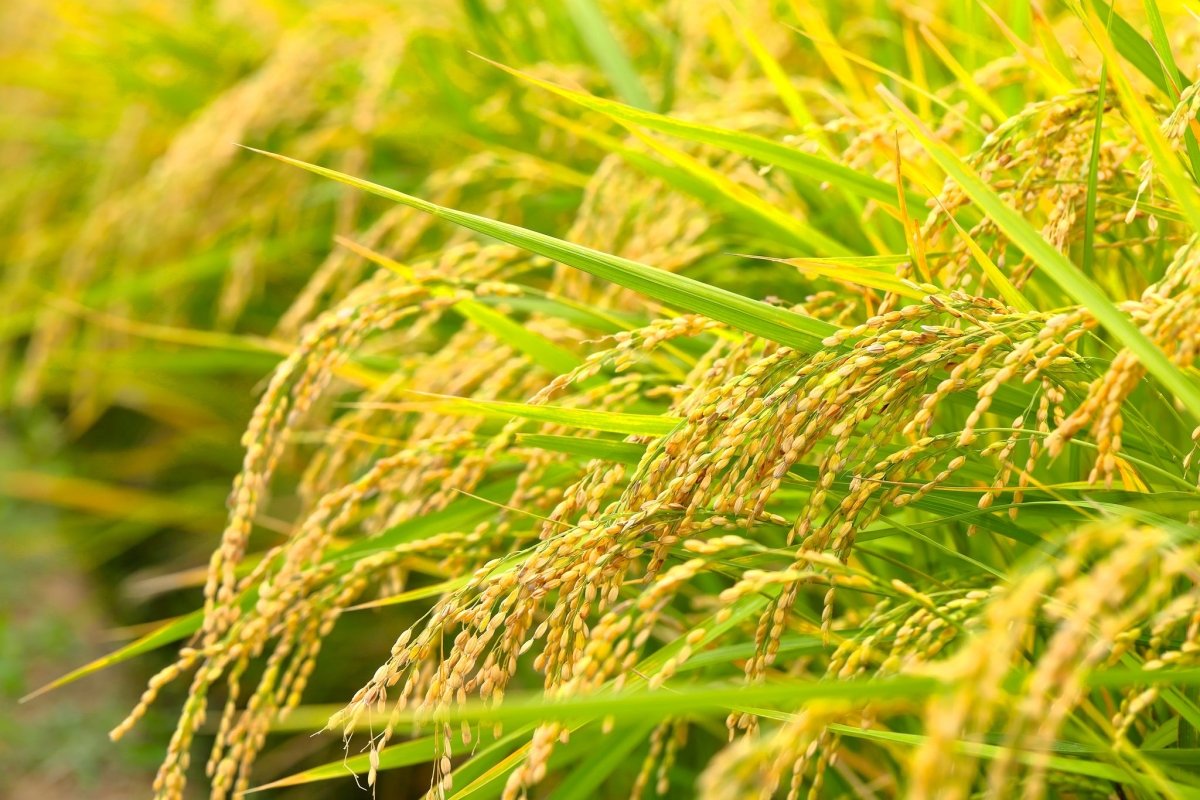 【プロ農家向け】水稲の栽培方法とおすすめ肥料・農業資材