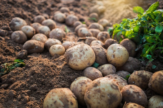 【プロ農家向け】ジャガイモ（馬鈴薯）の栽培方法とおすすめ肥料・農業資材