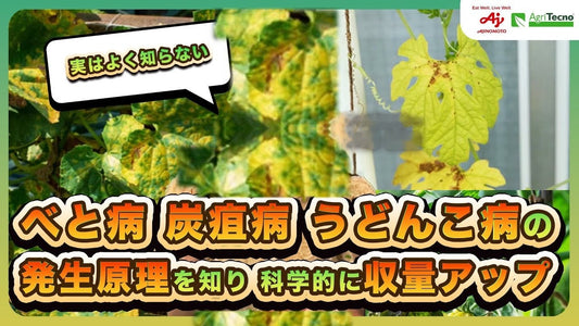 べと病・炭疽病・うどんこ病の見分け方と対処法｜6〜7月に多発する葉の病気